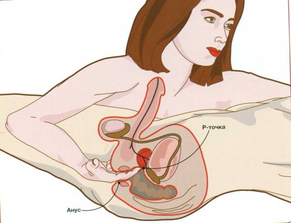 Мужская «точка G»: как правильно стимулировать простату